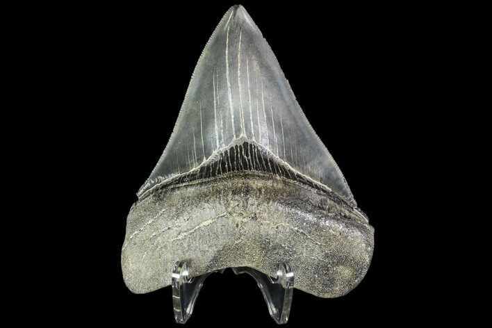 Serrated, Fossil Megalodon Tooth - Beautiful Tooth #104979